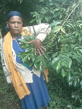Load image into Gallery viewer, Ethiopia Bartee Galgaloo