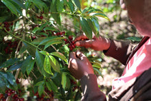 Load image into Gallery viewer, Ethiopia Bartee Galgaloo