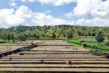 Load image into Gallery viewer, Tanzania Mondul Estate