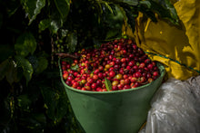 Load image into Gallery viewer, Colombia Caicedo