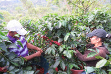 Load image into Gallery viewer, Costa Rica La Pastora
