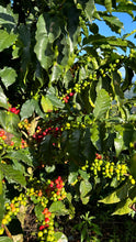 Load image into Gallery viewer, Colombia La Señora
