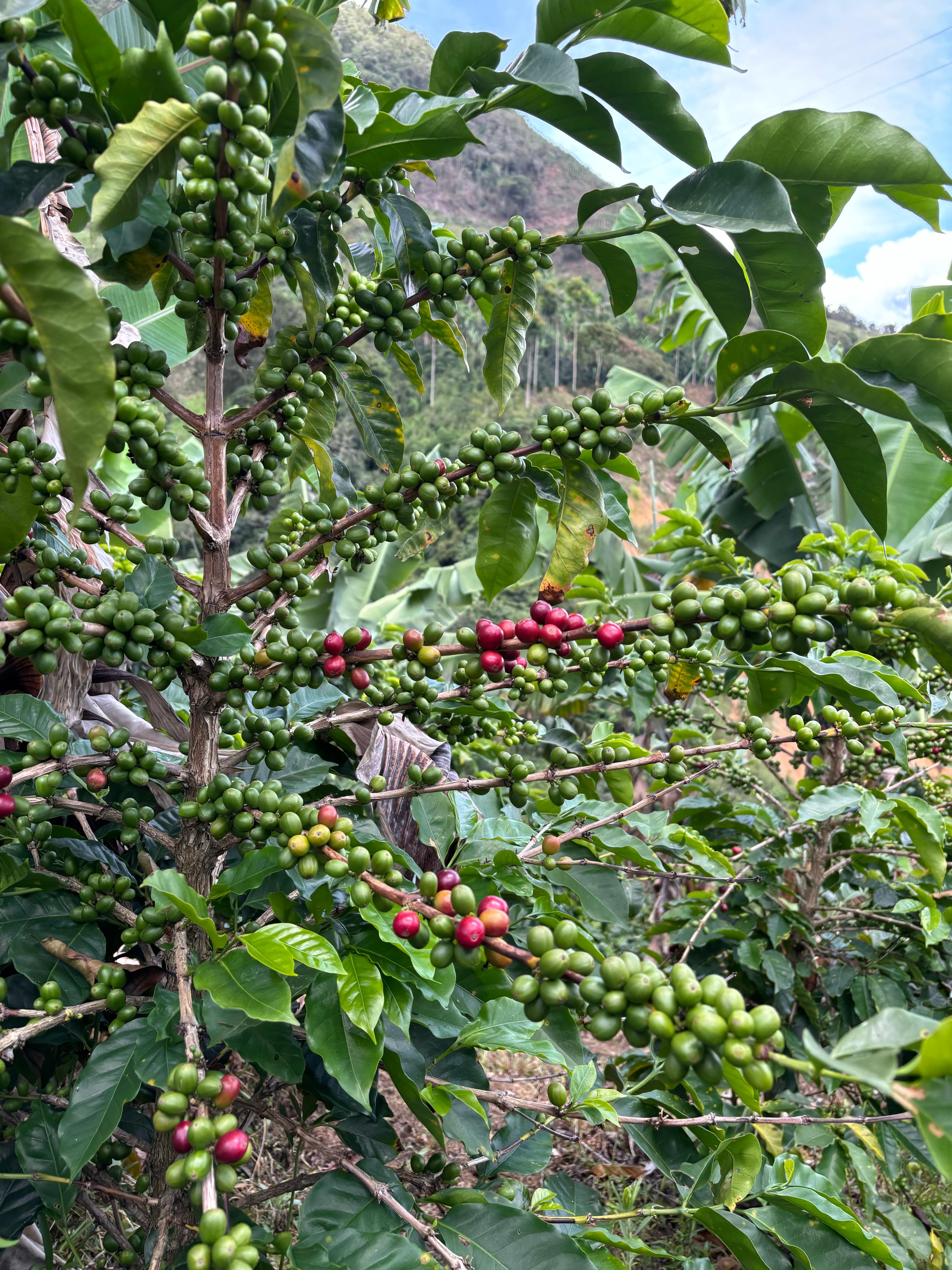 Colombia La Señora – Rev Coffee