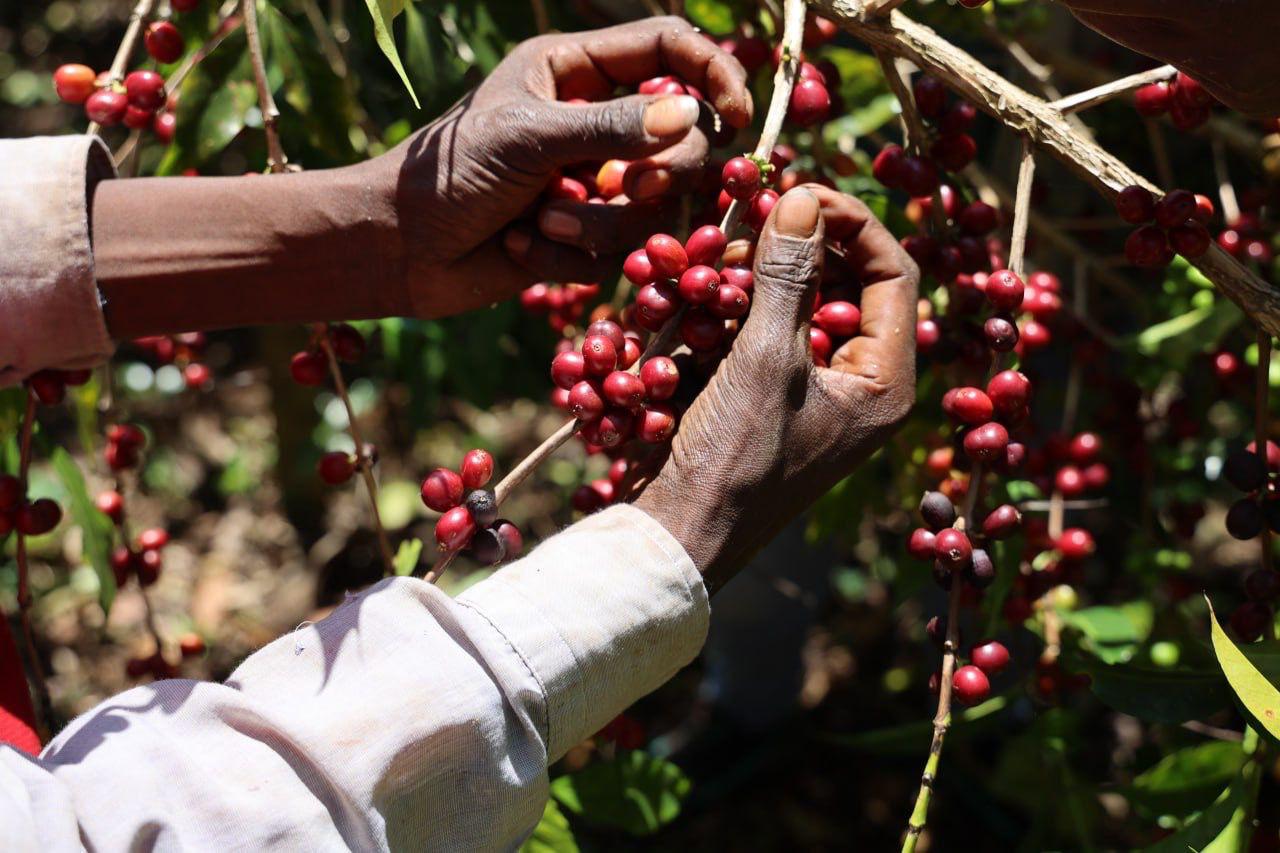 Ethiopia Bartee Galgaloo