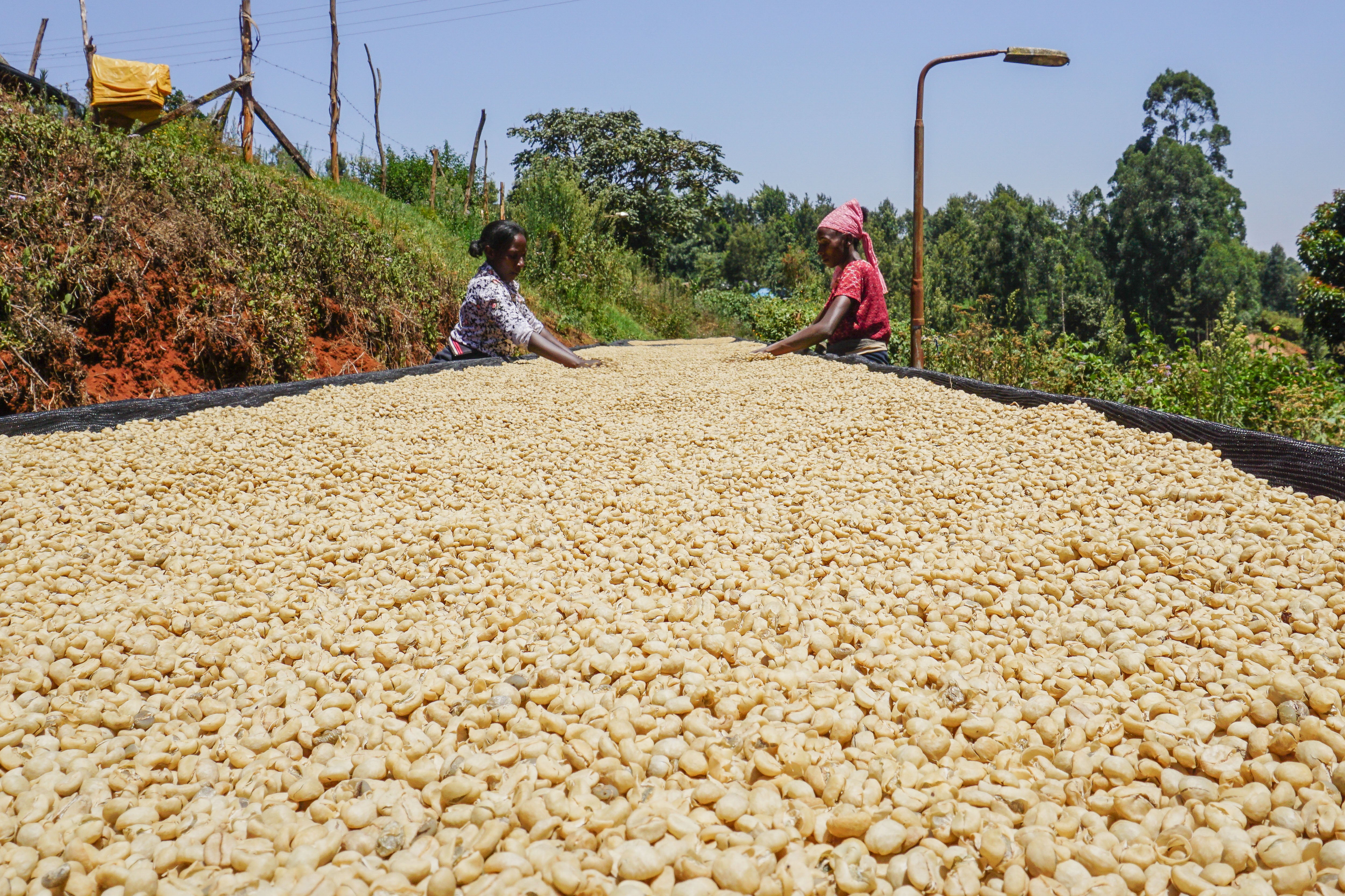 Kenya Muranga Peaberry – Rev Coffee
