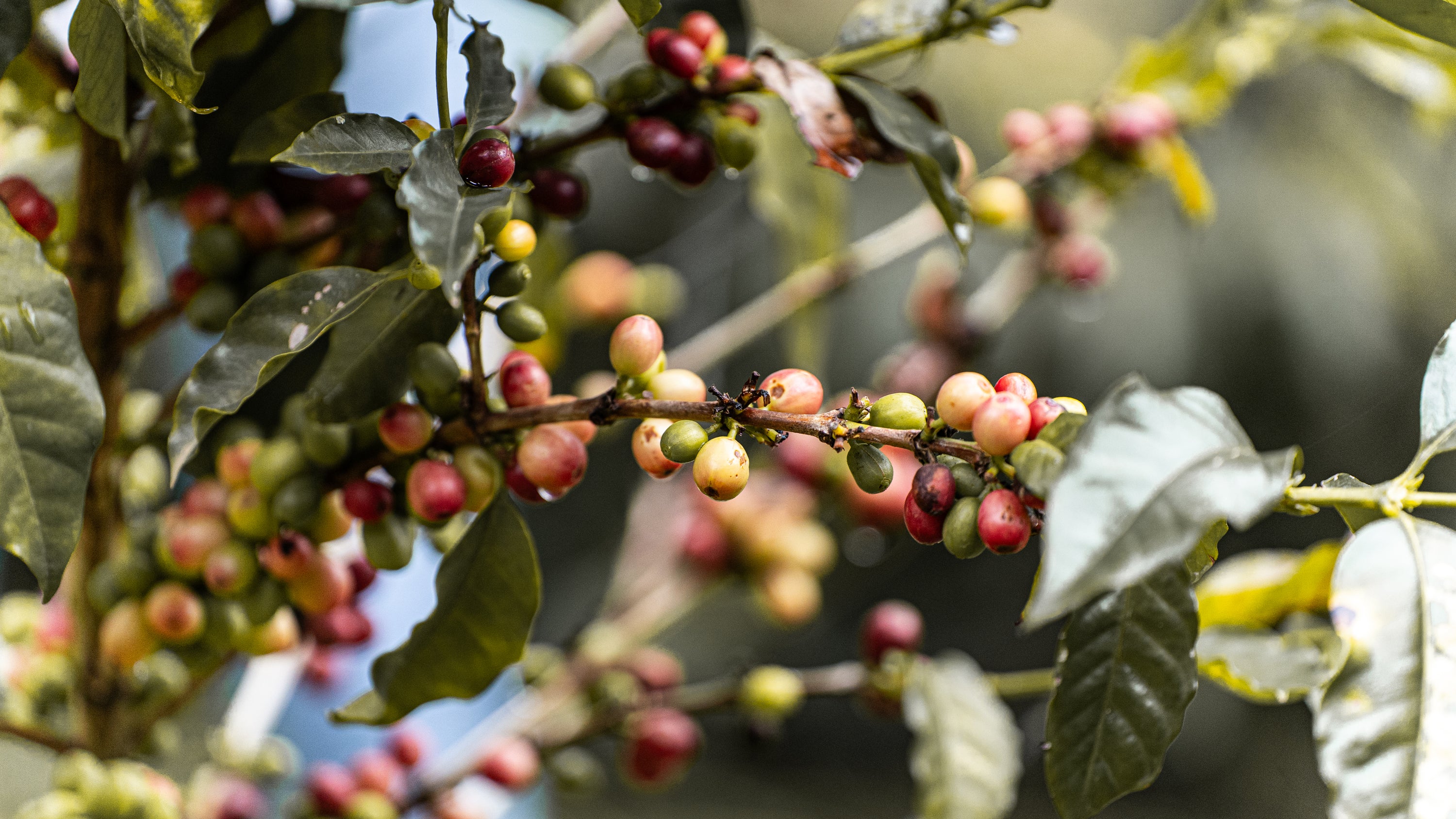 Colombia Paula 20 Brix