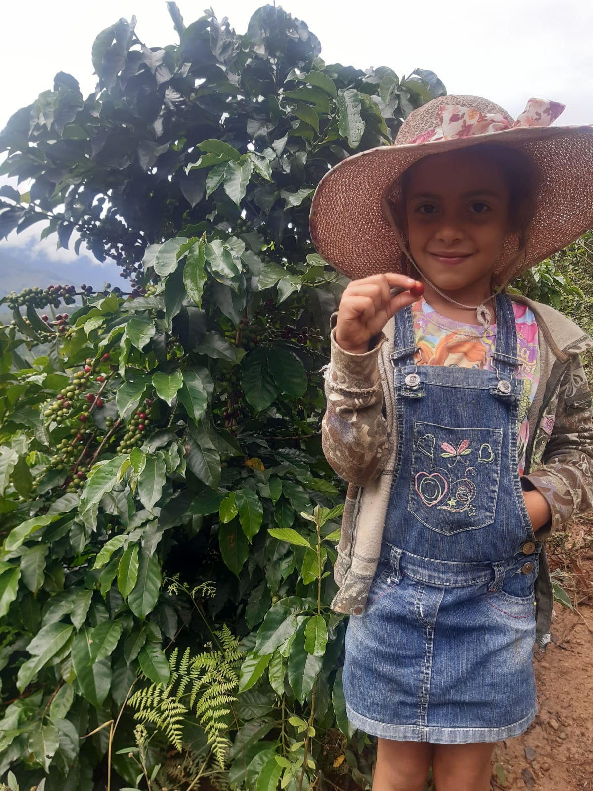 リファエピゴー Colombia La Señora – Rev Coffee