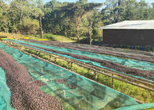 Load image into Gallery viewer, Ethiopia Gera Estate
